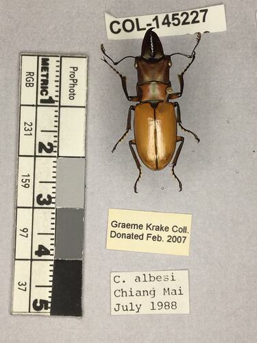 Shiny brown beetle specimen with large mandibles, pinned next to text labels.