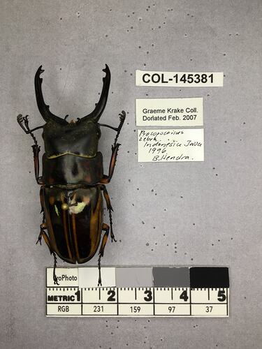 Shiny brown beetle specimen with large mandibles, pinned next to text labels.