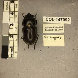Shiny brown beetle specimen with large mandibles, pinned next to text labels.