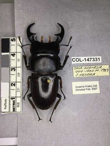 Shiny brown beetle specimen with large mandibles, pinned next to text labels.