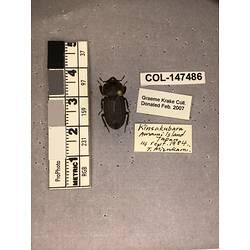 Dorsal view of pinned beetle specimen with labels.