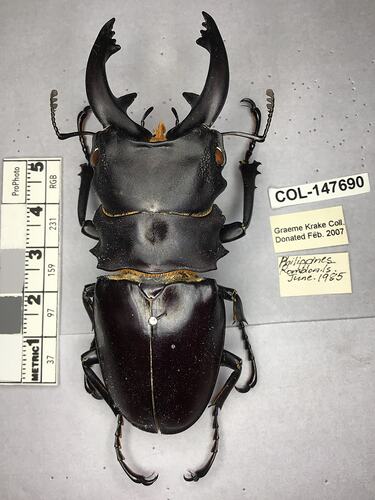 Dorsal view of pinned beetle specimen with labels.