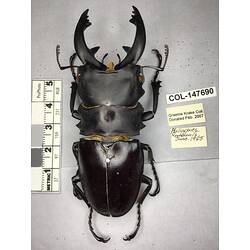 Dorsal view of pinned beetle specimen with labels.