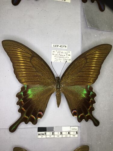 Pinned butterfly specimen beside label.