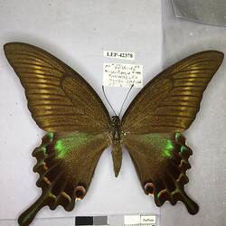 Pinned butterfly specimen beside label.