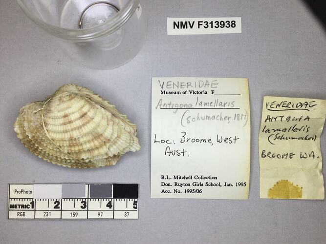 Dry Venus Clam shell beside labels.