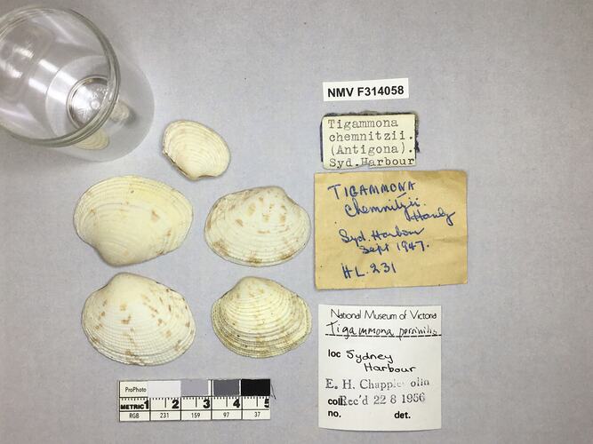 Dry Venus Clam shells beside labels.