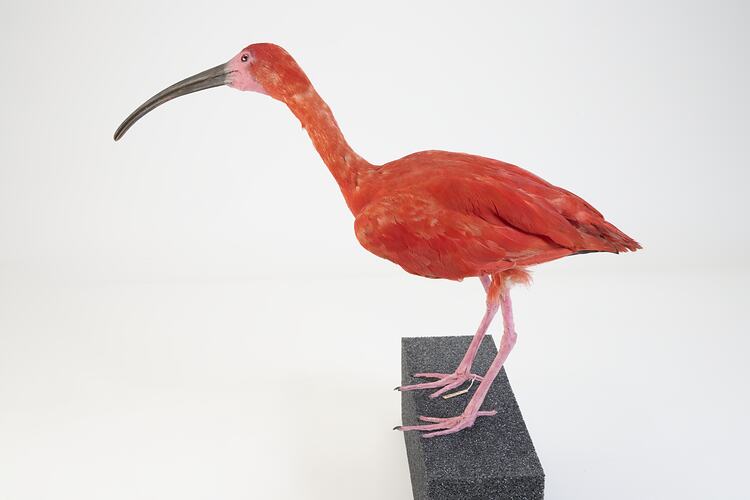 <em>Eudocimus ruber</em>, Scarlet Ibis. [B 33026]