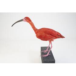 <em>Eudocimus ruber</em>, Scarlet Ibis. [B 33026]