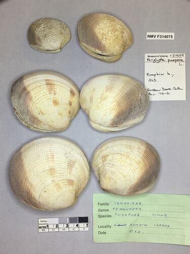 Dry Venus Clam shells beside labels.