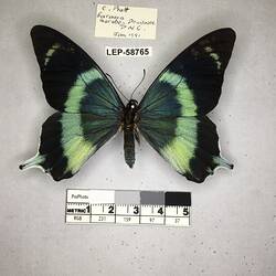 Pinned butterfly specimen beside label.