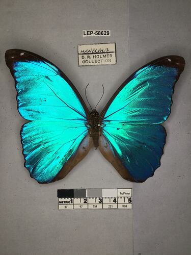 Pinned butterfly specimen beside label.