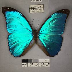 Pinned butterfly specimen beside label.