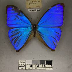 Pinned butterfly specimen beside label.