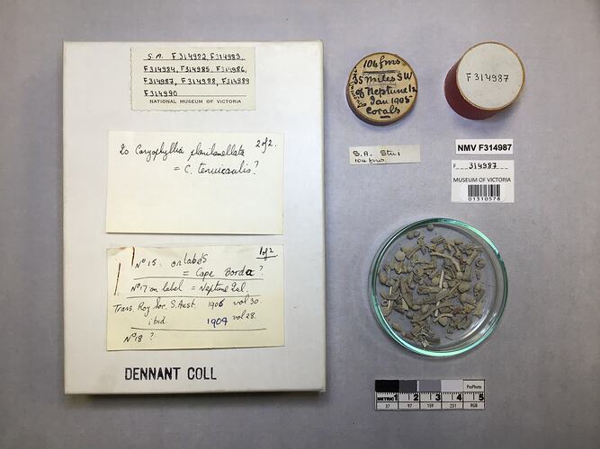 Dry stony coral specimens in dish beside labels.