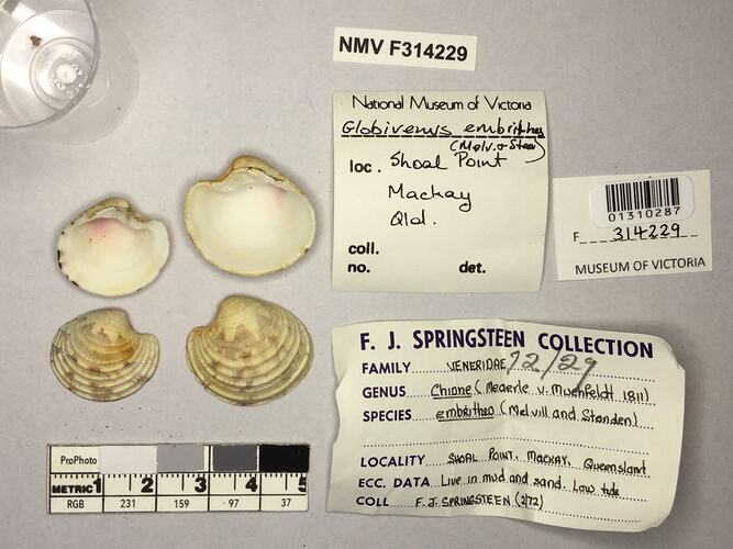 Dry Venus Clam shells beside labels.