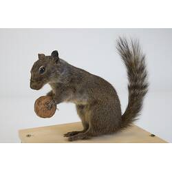 <em>Sciurotamias davidianus</em>, Père David's Rock Squirrel. [C 23782]