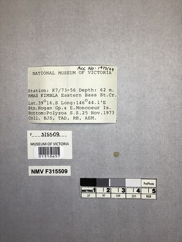 Dry stony coral specimen beside labels.