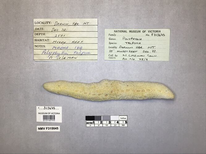 Dry coral specimen beside labels.