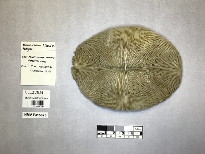 Dry coral specimen beside labels.