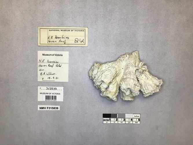 Dry stony coral specimen beside labels.