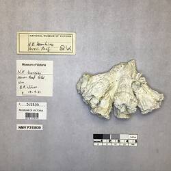 Dry stony coral specimen beside labels.