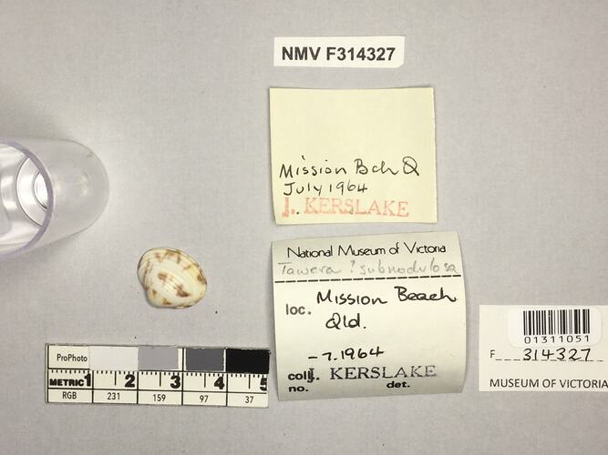 Dry Venus Clam shell beside labels.