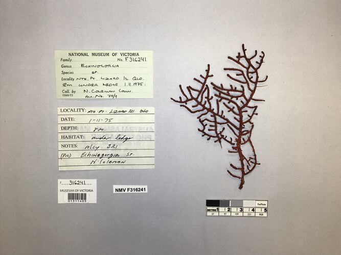 Dry soft coral specimen beside labels.