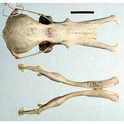 Skull of a platypus exterior view