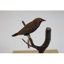 <em>Emblema pictum</em>, Painted Finch. [B 21189]