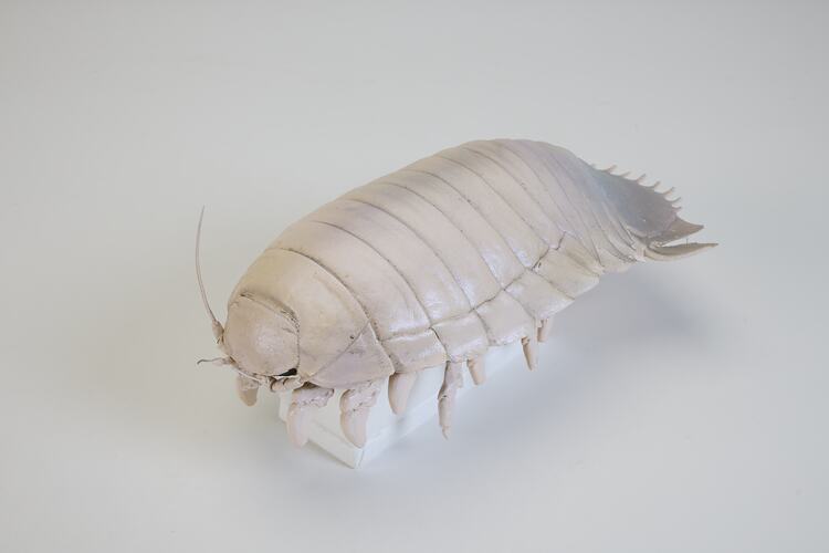 <em>Bathynomus</em>, isopod, model. [J 44681]