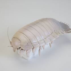 Our Wondrous Planet, Our Wild Family: Model - Isopod, <em>Bathynomus</em> Milne Edwards, 1879