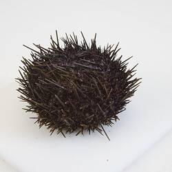 <em>Heliocidaris erythrogramma</em>, sea urchin. [F 82924.2]
