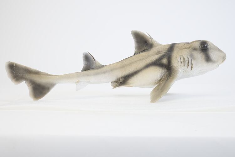 <em>Heterodontus portusjacksoni</em>, Port Jackson Shark, model. [A 19257]