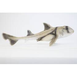 Our Wondrous Planet, Reef: Model - Port Jackson Shark, <em>Heterodontus portusjacksoni</em> (Meyer, 1793)
