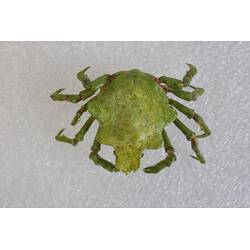 <em>Huenia australis</em>, crab. [J 23087]