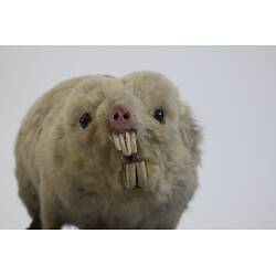 <em>Bathyergus suillus</em>, Cape Dune Mole Rat. [C 30039]