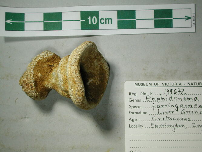 Fossil sponge specimen beside scale bar and label.