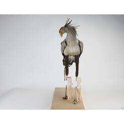 <em>Sagittarius serpentarius</em>, Secretarybird. [28225]