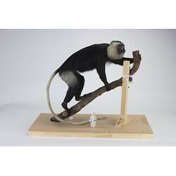 <em>Colobus vellerosus</em>, Ursine Colobus. [C 30322]