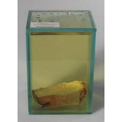 Blue Whale blubber in a glass jar of ethanol.