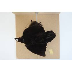 <em>Parotia sefilata</em>, Western Parotia. [46771]