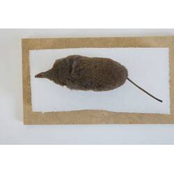 <em>Sorex alpinus</em>, Alpine Shrew. [C 30186]