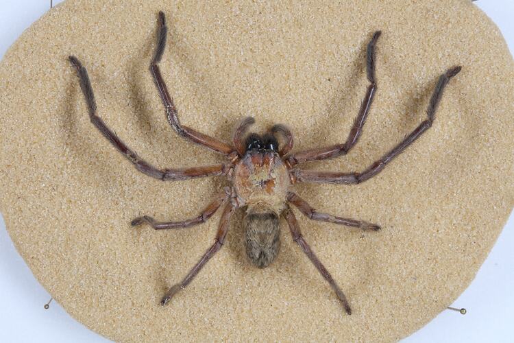 <em>Delena cancerides</em>, Social Huntsman. [K 16390]