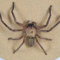 Our Wondrous Planet, Our Wild Family: Dry Specimen - Social Huntsman, <em>Delena cancerides</em> Walckenaer, 1837