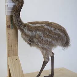 <em>Casuarius casuarius</em>, Southern Cassowary. [B 22550]