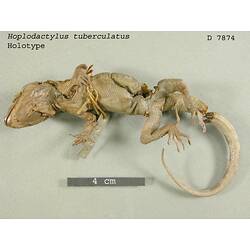Dorsal view of lizard specimen.