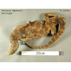 Dorsal view of monitor lizard with labels.