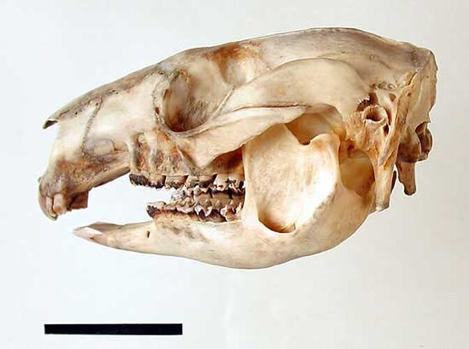 Lateral view of wallaby skull.
