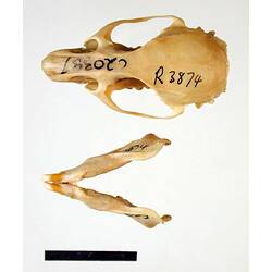 Rat lower jaw beside skull, external surfaces visible.